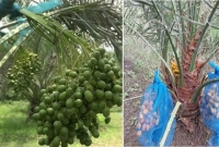 নাটোরে থোকায় থোকায় ঝুলছে সৌদি আরবের খেজুর