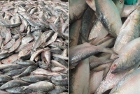  মাছের দাম; নতুন রেকর্ড ৪০ বছরের ইতিহাস ভেঙে 