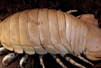 নতুন এক প্রাণীর হদিস পেলেন বিজ্ঞানীরা