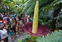 ২৪ বছর পর ফুটলো ফুল, বের হয় পচা মাংসের গন্ধ!