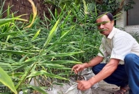 আদা চাষে নতুন চমক! আগ্রহী হয়ে উঠছেন অনেকেই