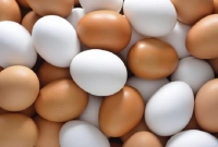 ডিমের দাম বাড়ানোর উপযুক্ত কারণ দেখাতে না পারায় জরিমানা