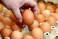 অবশেষে ডিমের হালি নামলো ৪০ টাকায়