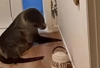 বাচ্চা সীলমাছ ঘুরে বেড়ালো বাড়ির ভেতর!