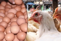 ঢাকার ১৫টি পয়েন্টে কম দামে মাংস-ডিম বিক্রি হবে