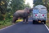 এই হাতির কীর্তি দেখে অবাক স্থানীয় বাসিন্দারা