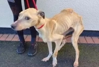 দুঃখজনক ঘটনা! নেটিজেনরা গর্জে উঠেছে কুকুরের মালিকের বিরুদ্ধে