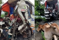 বাসের লকারে মিলল ৪ গরু! মারা গেলেন ৯ জন!