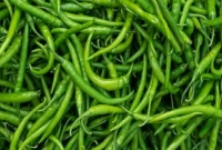 ১২ টাকা কেজি দরে বিক্রি হচ্ছে কাঁচা মরিচ!