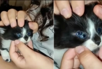  অদ্ভুত এই বিড়ালের চোখ ৩টি!