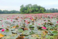 বিলে শাপলা কুড়াতে গিয়ে বজ্রপাতে ৩ শিশুর মৃত্যু