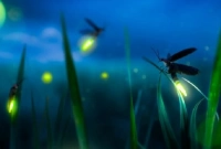 কীভাবে কেন জোনাকির দেহে আলো জ্বলে? জানলে অবাক হবেন