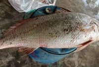 যে কারণে এই মাছের দাম হাঁকানো হয়েছে ৭ লাখ টাকা