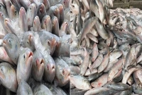 ৩ কোটি টাকার ইলিশ জেলেদের জালে!