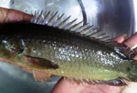 জালে আটকা কই মাছ মুখ দিয়ে খুলতে গিয়ে কৃষকের মৃত্যু জালে আটকা কই মাছ মুখ দিয়ে খুলতে গিয়ে কৃষকের মৃত্যু