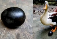 হাঁসের ডিম কালো হওয়ার রহস্য উদঘাটন!