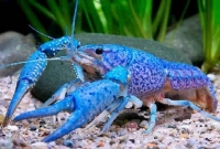 ধরা পড়লো বিরল প্রজাতির নীল রঙের চিংড়ি