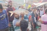 সচরাচর এত বড় ইলিশ জালে ধরা পড়ে না! 