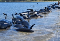 পরিস্থিতির নিয়ন্ত্রণের বাহিরে, গণহারে আত্মহ'ত্যা করছে তিমি 