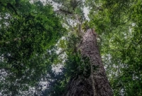 আমাজনের সবচেয়ে উঁচু গাছ, লম্বায় কত জানেন?