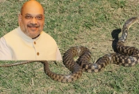 দিল্লিতে অমিত শাহর বাড়িতে ঢুকে পড়ল ৫ ফুট লম্বা সাপ 