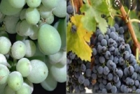 নিয়মিত আঙ্গুর কী হবে, জানেন? অবাক হবেন