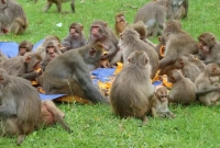 বানরগুলোর নামে একশ’ বিঘা জমি লিখে দেওয়া হয়েছে!