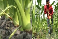 লতিরাজ কচু, পানি কচু ও মুখি কচু চাষে কৃষকের মুখে হাসি কাপাসিয়ায়!