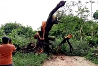 ১৫০ বছরের তেঁতুল গাছটি দেড় মিনিটেই শেষ!