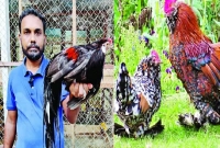 মাত্র ৫ মুরগি দিয়ে শুরু, জাহাঙ্গীর এখন কোটিপতি!  মাত্র ৫ মুরগি দিয়ে শুরু, জাহাঙ্গীর এখন কোটিপতি!