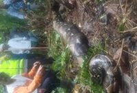 মহিলাকে জীবন্ত গিললো বিশালাকার অজগর, গ্রামজুড়ে আতঙ্ক!