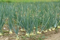 পেঁয়াজ চাষ, খুশি দিনাজপুরের কৃষকেরা