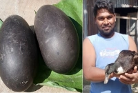 জেলায় এ ধরনের ডিম দেওয়ার ঘটনা এটাই প্রথম!