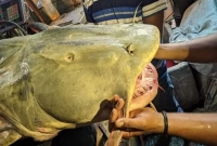  বড়শিতে ধরা মাছটি বিক্রি হয়েছে ১ লাখ ১০ হাজার টাকায়!