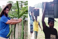 আল্ট্রা হাইডেনসিটি পদ্ধতিতে ড্রাগন চাষ করে প্রথমবারেই সফলতা