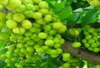 যারা বেশি আমলকি খাবেন না