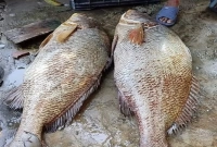 গণির জালে ধরা পড়েছে দুইটি কালো পোয়া, দাম ১৫ লাখ!