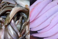 আর ঘষার কষ্ট নয়, একটি সহজ কৌশলে নিমিষেই শিং-মাগুর মাছ পরিস্কার!