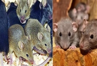 ঘর থেকে পালাবে সব ইঁদুর! জানুন ঘরোয়া পদ্ধতি