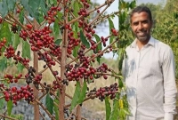 কফি চাষ করে টাঙ্গাইলের ছানোয়ারের চমক, পেলেন স্বর্ণপদক!