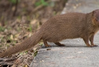 হঠাৎ বেজির এমন আচরণে আতঙ্কে মানুষ, আক্রান্ত শতাধিক