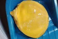 বাড়িতে এনেছিলেন কৃষক, পরে জানতে পারলেন অতিবিরল প্রাণি!