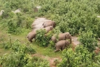 ম'দ খেয়ে মাতাল হাতির পালের কর্মকাণ্ডে হতবাক গ্রামবাসী