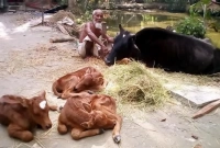 এক বিরল ঘটনা, বাছুরগুলো দেখতে ভিড়!