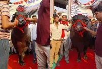 সুইমিং পুলে গোসল,  ১২ জন বন্দুকধারী নিরাপত্তায়, ১০ কোটি টাকা দাম মোষটির!