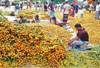 গত বছরের তুলনায় এ বছর সুপারির তিনগুণ বেশি ফলন 