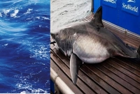 সে ছিল ‘মহাসাগরের রানি’, অনেক চেষ্টার পর তাকে ধরা হয়েছিল!