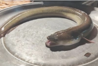  এক বিরল মাছের সন্ধান মিলল পটুয়াখালীতে!