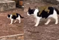 এক বিরল বন্ধুত্বের নজির! বন্ধু বানরকে পিঠে নিয়ে ঘুরছে বিড়াল!