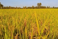  আমনের বাম্পার ফলন, লক্ষ্যমাত্রা ছাড়িয়ে গেছে